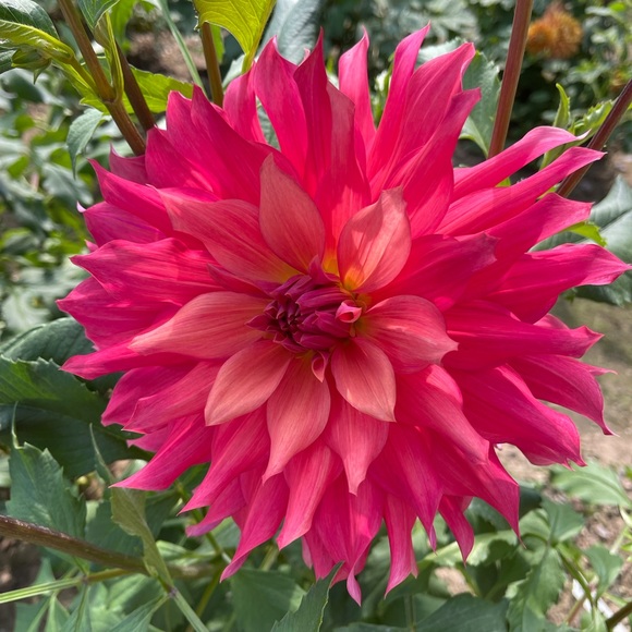 Meet your Posher, Palma - Picture 2 of 3